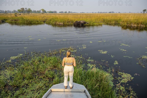 Safari by boat, tourist observing African elephant (Loxodonta africana) in the swamp, Xakanaxa Lagoon, Okavango Delta, Moremi Game Reserve, Botswana