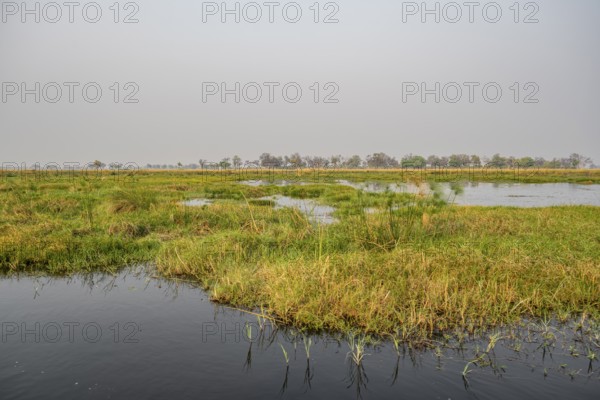 Swamp, Xakanaxa Lagoon, Okavango Delta, Moremi Game Reserve, Botswana