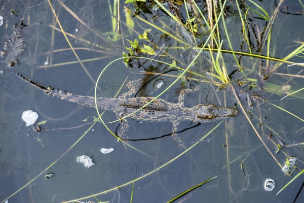 Young animal, Nile crocodile in swamp, Xakanaxa Lagoon, Okavango Delta, Moremi Game Reserve, Botswana
