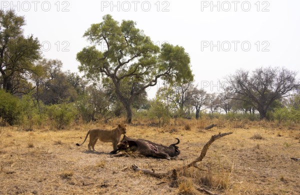 Kill, lion (Panthera leo) eating buffalo Xakanaxa, Moremi Game Reserve, Botswana