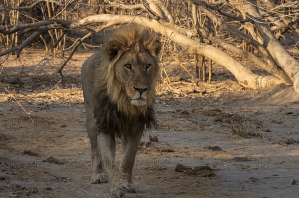 Maned lion, lion (Panthera leo), Savuti, Chobe National Park, Botswana