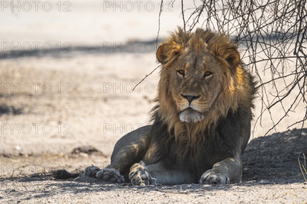 Maned lion, lion (Panthera leo) lies, Savuti, Chobe National Park, Botswana