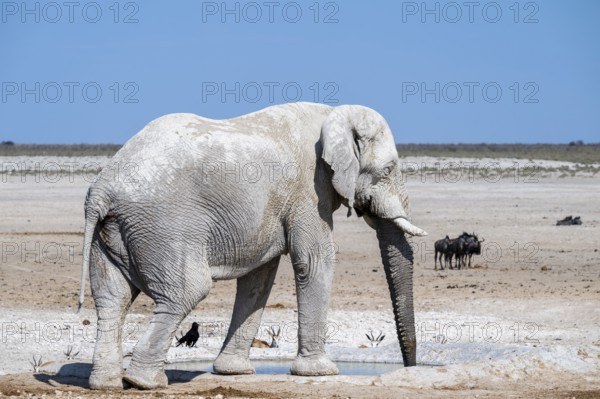 Lone African elephant (Loxodonta africana) drinking at a waterhole, Etosha National Park, Namibia