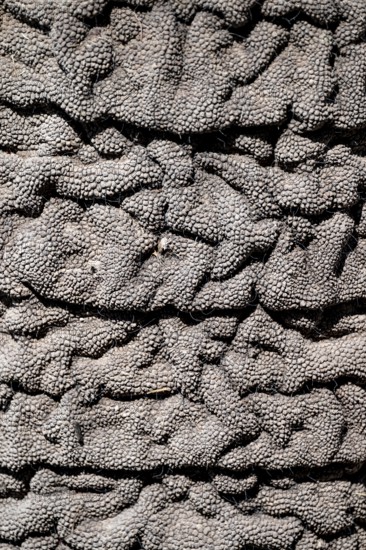 Detail, skin on trunk, African elephant (Loxodonta africana), Etosha National Park, Namibia