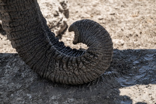 Detail, trunk, African elephant (Loxodonta africana), Etosha National Park, Namibia