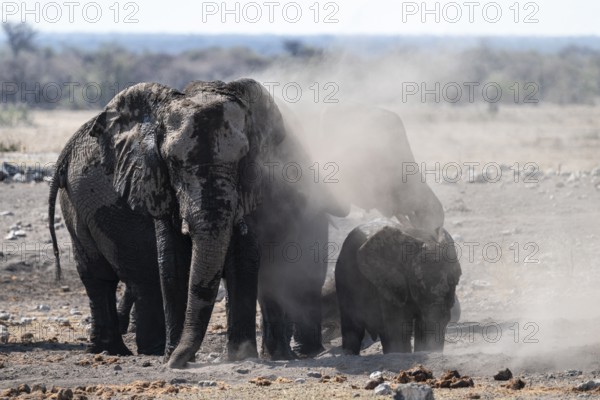 Herd of animals, animal family with young animal dusting themselves, skin care with dust, African elephant (Loxodonta africana), Etosha National Park, Namibia