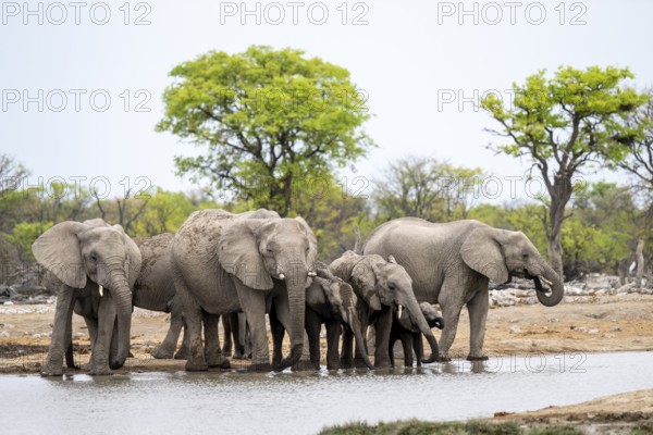 Herd of animals, animal family with young, African elephant (Loxodonta africana) drinking at a waterhole, Etosha National Park, Namibia