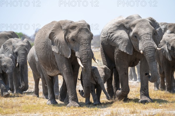 Herd of animals, animal family with young, African elephant (Loxodonta africana), Etosha National Park, Namibia