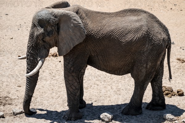 African elephant (Loxodonta africana), Etosha National Park, Namibia
