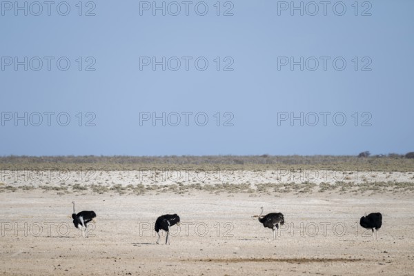 Funny, Four males, Common ostrich (Struthio camelus) running through savannah, Etosha National Park, Namibia