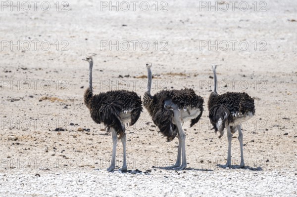 Funny, Three males, Common ostrich (Struthio camelus) running through savannah, Etosha National Park, Namibia