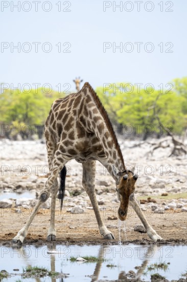 Angola giraffe (Giraffa giraffa angolensis) drinking, Etosha National Park, Namibia