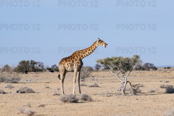 Angola giraffe (Giraffa giraffa angolensis), Etosha National Park, Namibia