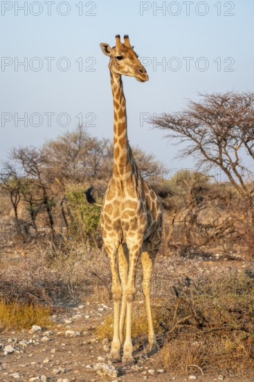 Angola giraffe (Giraffa giraffa angolensis), Etosha National Park, Namibia
