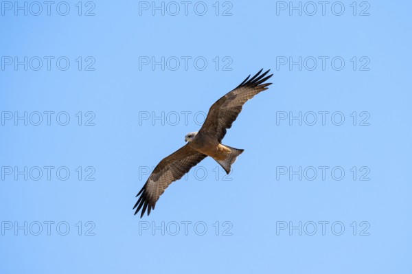 Black kite (Milvus migrans) flying against a blue sky, Savuti, Chobe Nationalpark, Botswana