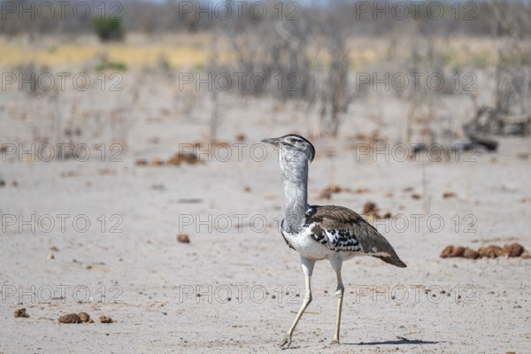 Kori Bustard (Ardeotis kori), Savuti, Chobe Nationalpark, Botswana