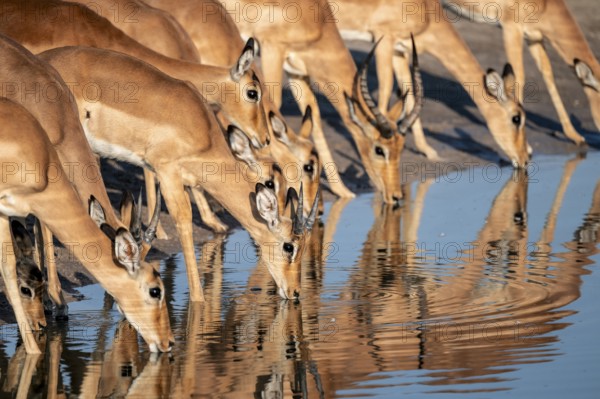 Impalas (Aepyceros melampus) drinking at the waterhole, beautiful picture with reflection, Savuti, Chobe National Park, Botswana