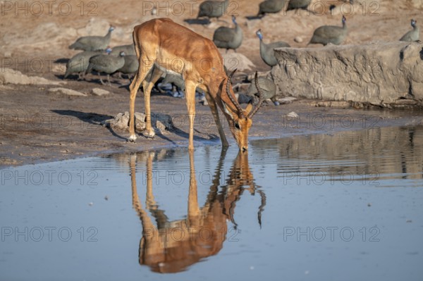 Impala (Aepyceros melampus) drinking at a waterhole, reflection, Savuti, Chobe National Park, Botswana