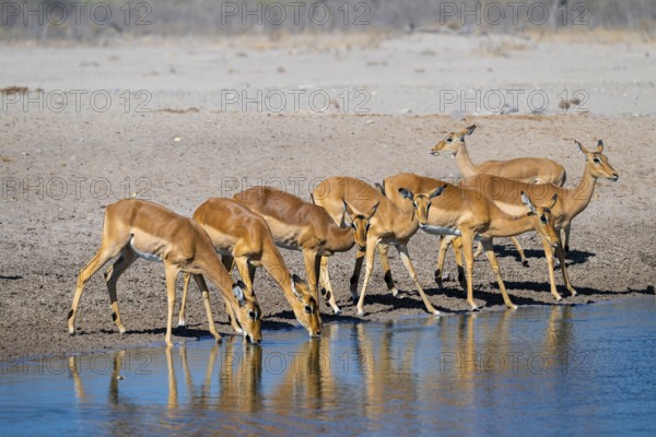 Impala (Aepyceros melampus) drinking at a waterhole, Savuti, Chobe National Park, Botswana