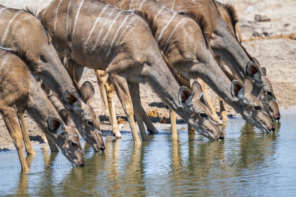 Female drinking at waterhole, Greater kudu (Tragelaphus strepsiceros), Savuti, Chobe National Park, Botswana