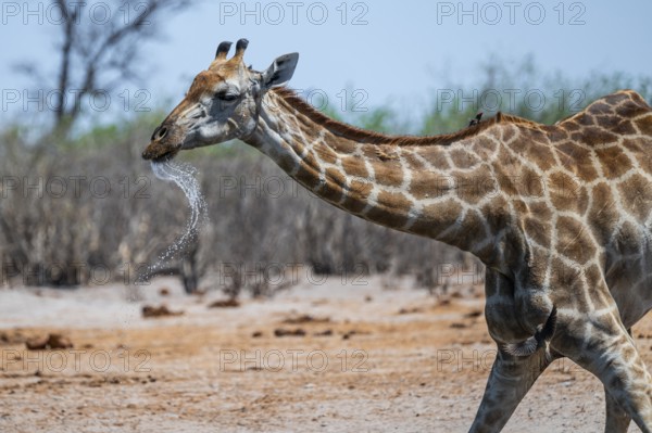 Cape giraffe (Giraffa giraffa giraffa) drinking merrily, Savuti, Chobe National Park, Botswana