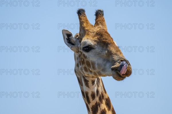 Cape giraffe (Giraffa giraffa giraffa) sticks out its tongue, funny, Savuti, Chobe National Park, Botswana