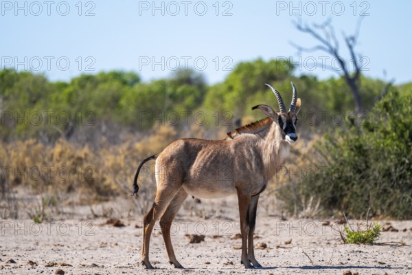 Roan antelope, roan antelope (Hippotragus equinus) drinking, Savuti, Chobe National Park, Botswana