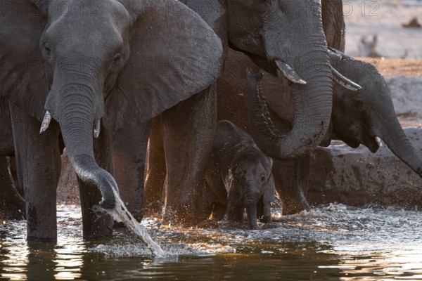 Herd of elephants, African elephant (Loxodonta africana) with young at the waterhole, sunset, Savuti, Chobe National Park, Botswana