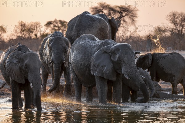 Herd of elephants, African elephant (Loxodonta africana) at the waterhole, sunset, Savuti, Chobe National Park, Botswana