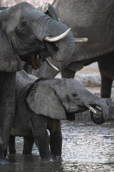 Herd of elephants, African elephant (Loxodonta africana) at the waterhole, sunset, Savuti, Chobe National Park, Botswana