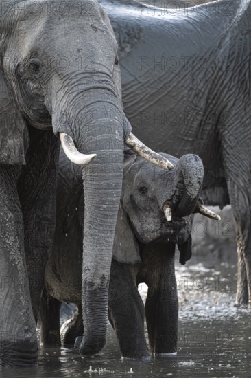 Herd of elephants, African elephant (Loxodonta africana) with young at the waterhole, sunset, Savuti, Chobe National Park, Botswana