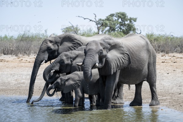 Herd of elephants at a waterhole, African elephant (Loxodonta africana), Savuti, Chobe National Park, Botswana