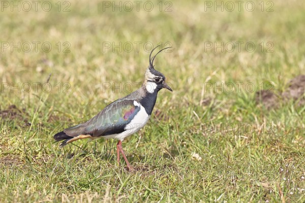 Lapwing (Vanellus vanellus), in splendid plumage, foraging in a marshy meadow, wildlife, Lembruch, Ochsen Moor, Dümmer nature park Park, Lower Saxony, Germany