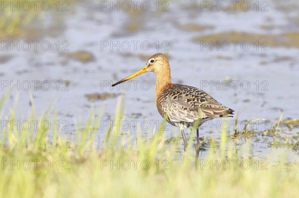 Black-tailed godwit (Limosa limosa) walking in shallow water in a bog, snipe birds, wildlife, nature photography, Ochsenmoor, Dümmer See, Hüde, Lower Saxony, Germany