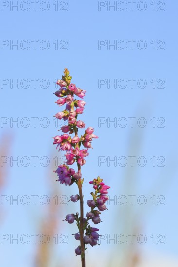 Flowering heather (Calluna vulgaris), heather, Trupacher Heide nature reserve, Siegen, North Rhine-Westphalia, Germany