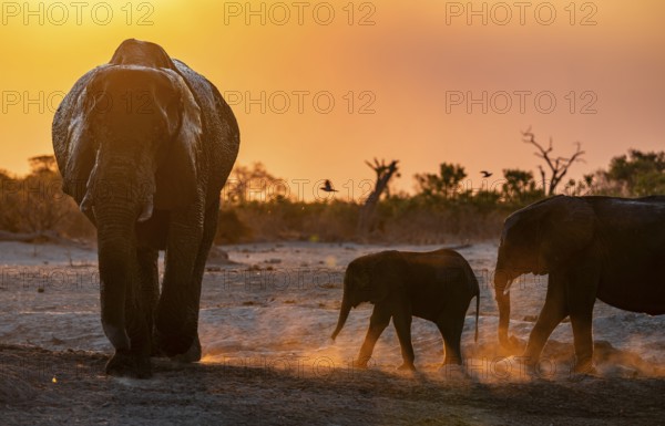 African elephant (Loxodonta africana) with young, sunset, Savuti, Chobe National Park, Botswana