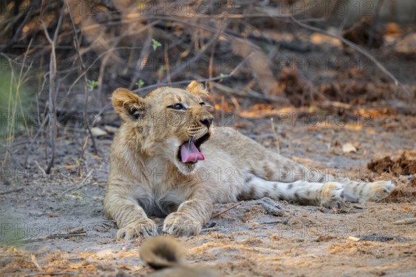 Cub, lion (Panthera leo) yawning, Savuti, Chobe National Park, Botswana