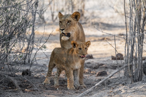 Mother and young cuddling, lion (Panthera leo), Savuti, Chobe National Park, Botswana