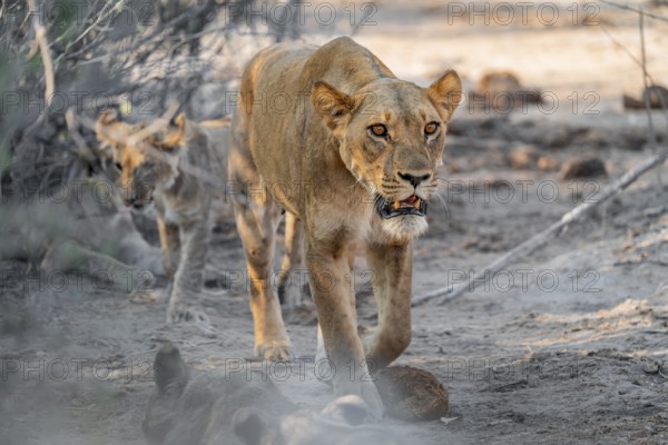 Lioness (Panthera leo), Savuti, Chobe National Park, Botswana