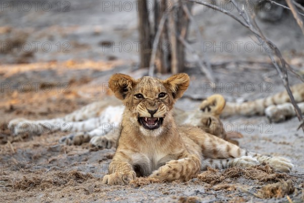 Cub, lion (Panthera leo) yawning and showing teeth, Savuti, Chobe National Park, Botswana