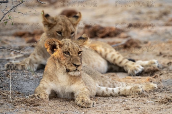 Two cubs, lion (Panthera leo), Savuti, Chobe National Park, Botswana