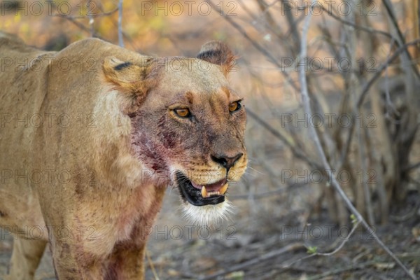 Lioness with blood directly after a successful kill, lion (Panthera leo) on the hunt, Savuti, Chobe National Park, Botswana