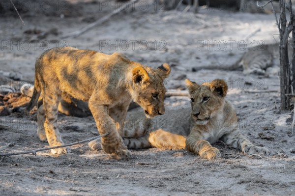 Two cubs, lion (Panthera leo) lying, Savuti, Chobe National Park, Botswana