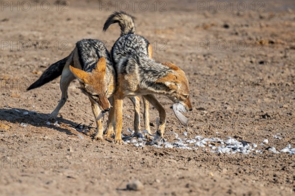 Two black-backed jackals (Lupulella mesomelas) hunting a pigeon, Savuti, Chobe National Park, Botswana