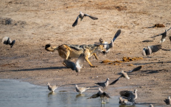 Black-backed jackal (Lupulella mesomelas) hunting pigeons, Savuti, Chobe National Park, Botswana