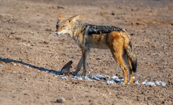 Black-backed jackal (Lupulella mesomelas) hunting a pigeon, Savuti, Chobe National Park, Botswana
