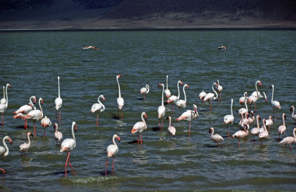 Flamingos, Ngorongoro crater, Tanzania, Africa, June 2000, vintage, retro, old, historic