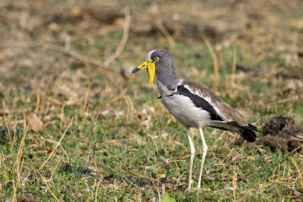 White-crowned lapwing (Vanellus albiceps), Ihaha, Chobe National Park, Botswana