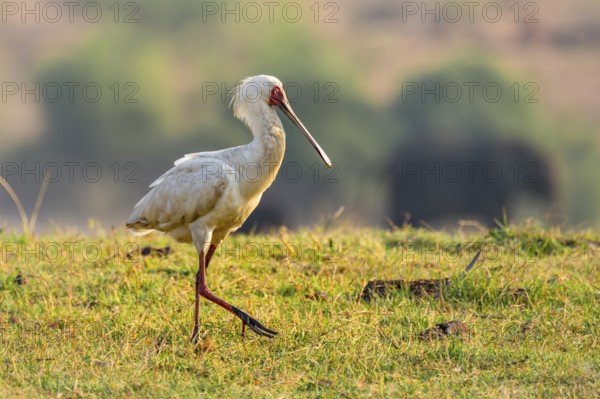 Red-faced spoonbill (Platalea alba) foraging, Ihaha, Chobe National Park, Botswana