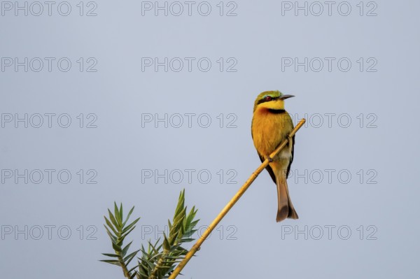 Dwarf spint (Merops pusillus), on the Kavango River, Namibia